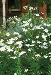 Anemone White Windflower
